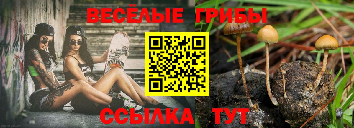 Галлюциногенные грибы Psilocybine cubensis Арзамас